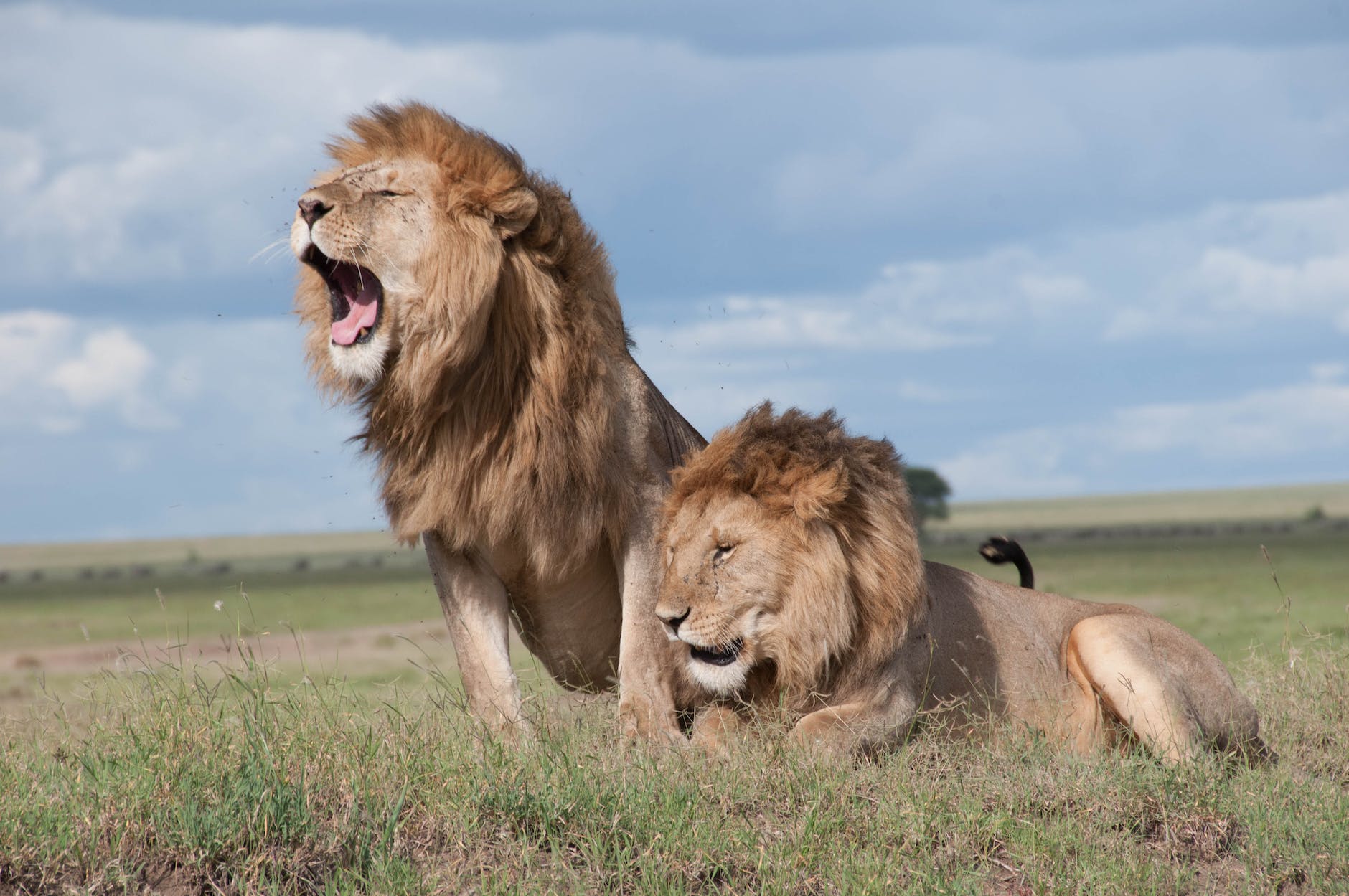 The Lion Who Was Raised by Sheep